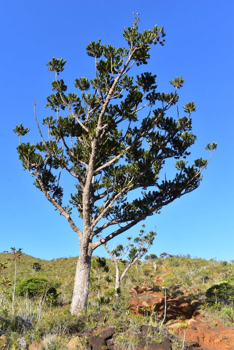 Agathis ovata photo 7