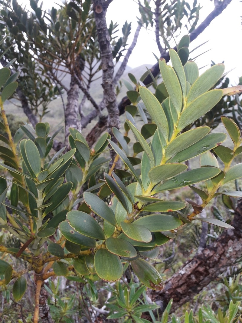 Agathis ovata photo 8