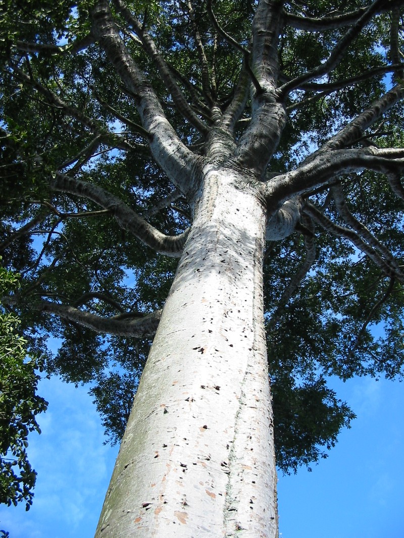 Queensland Kauri