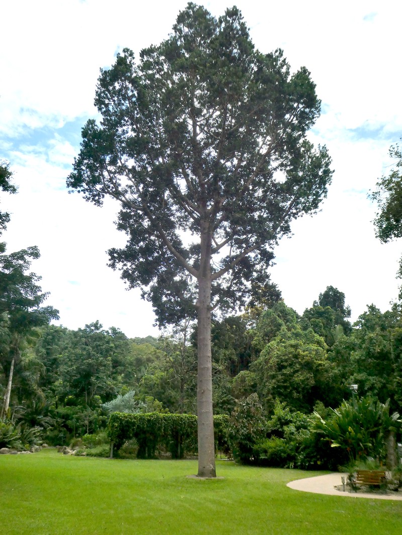 Queensland Kauri photo 2
