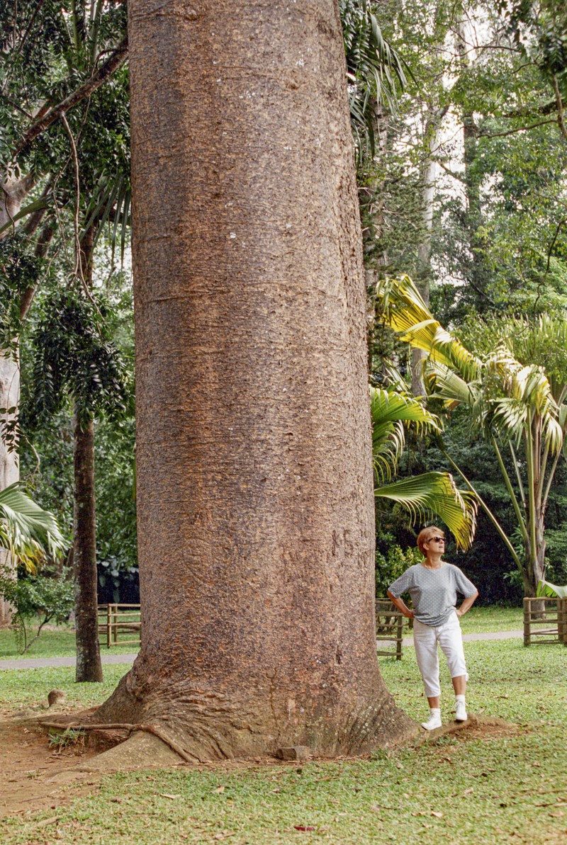Queensland Kauri photo 3