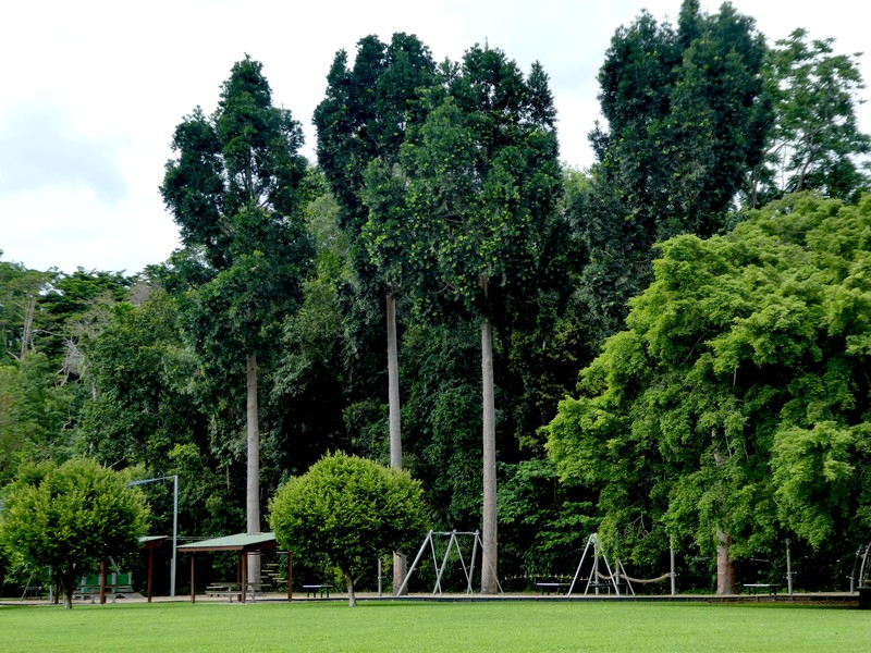 Queensland Kauri photo 4