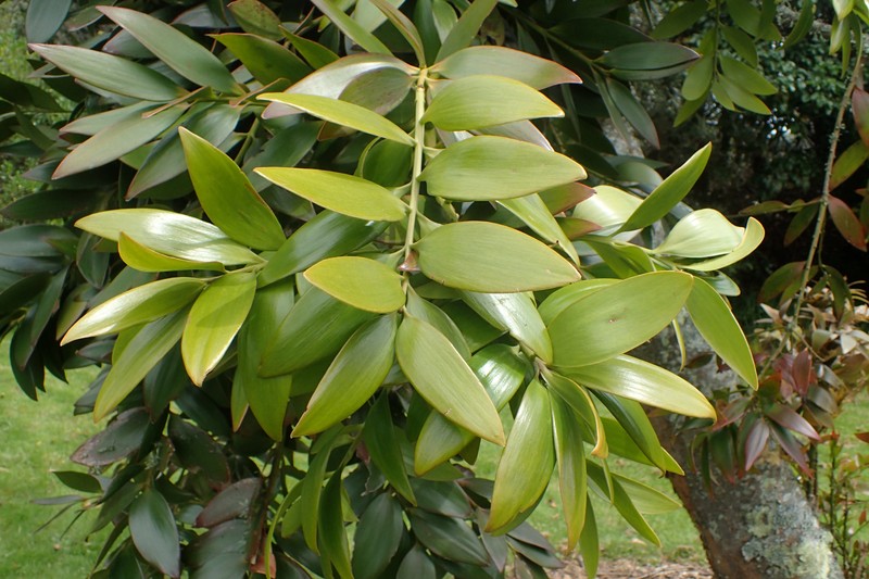 Queensland Kauri photo 5