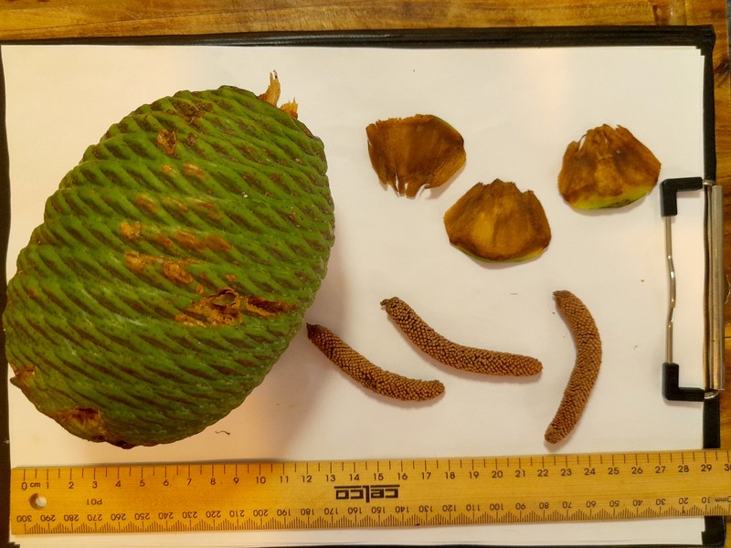 Queensland Kauri photo 6