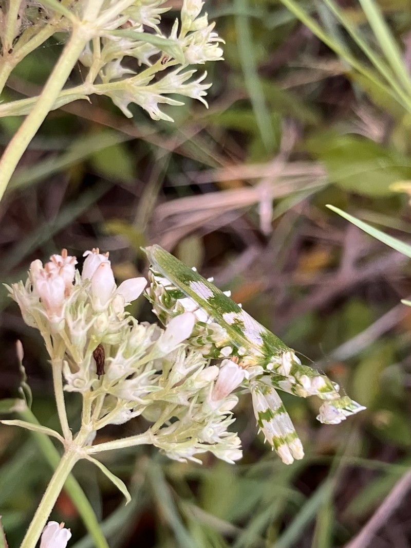 Agathisanthemum bojeri