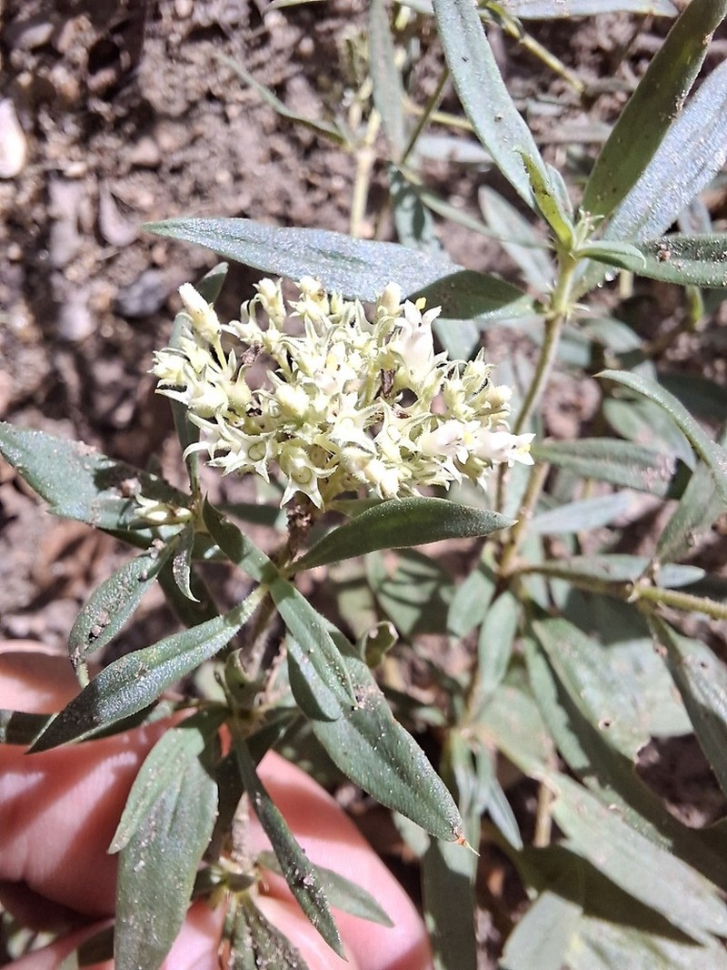 Agathisanthemum bojeri photo 2