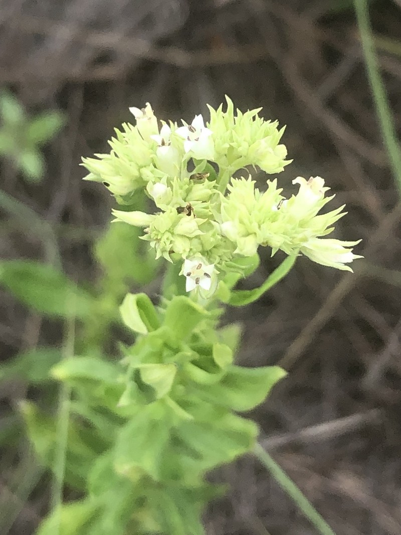 Agathisanthemum bojeri photo 3
