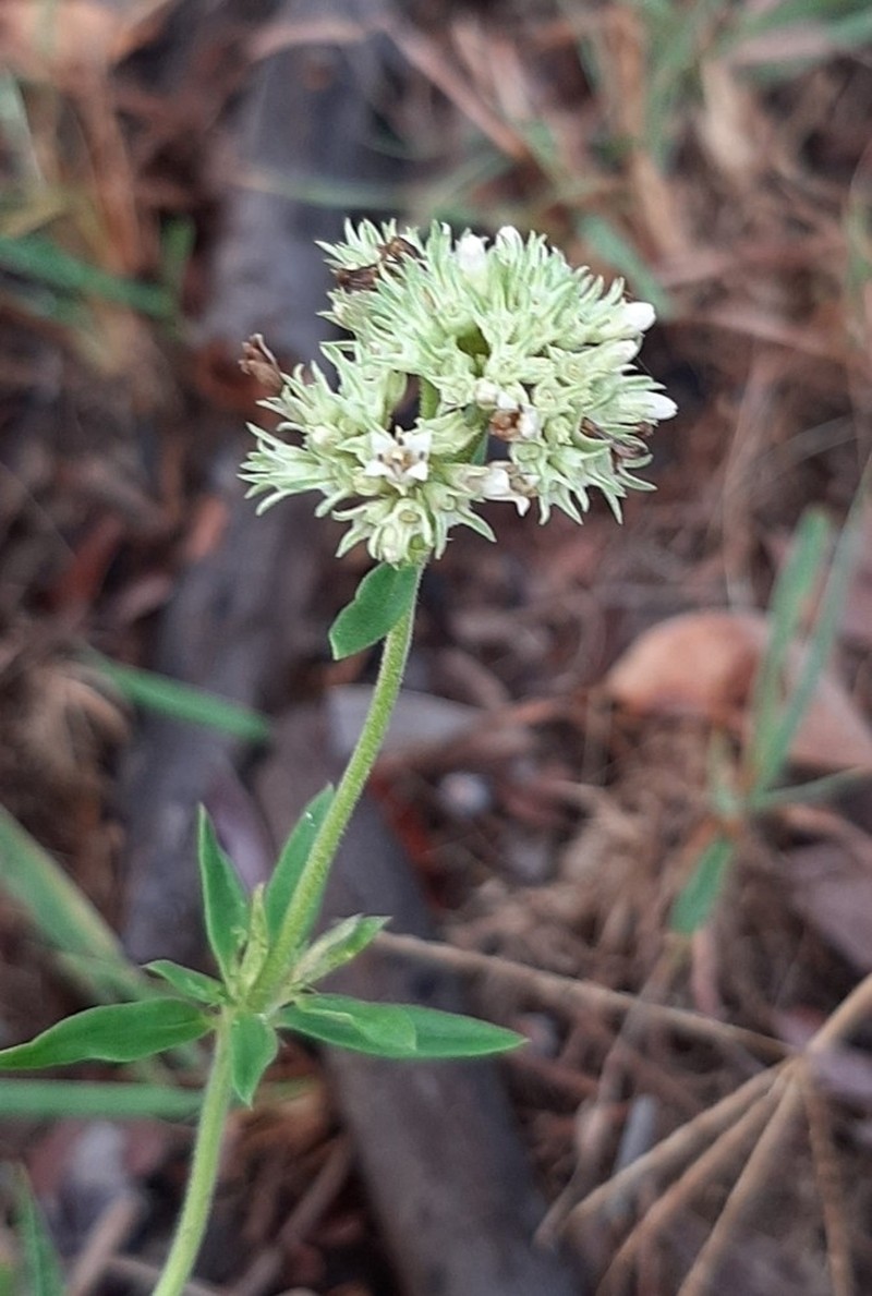 Agathisanthemum bojeri photo 4