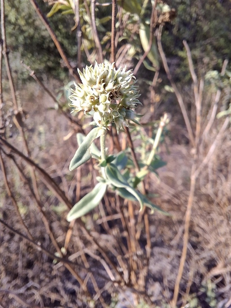 Agathisanthemum bojeri photo 5