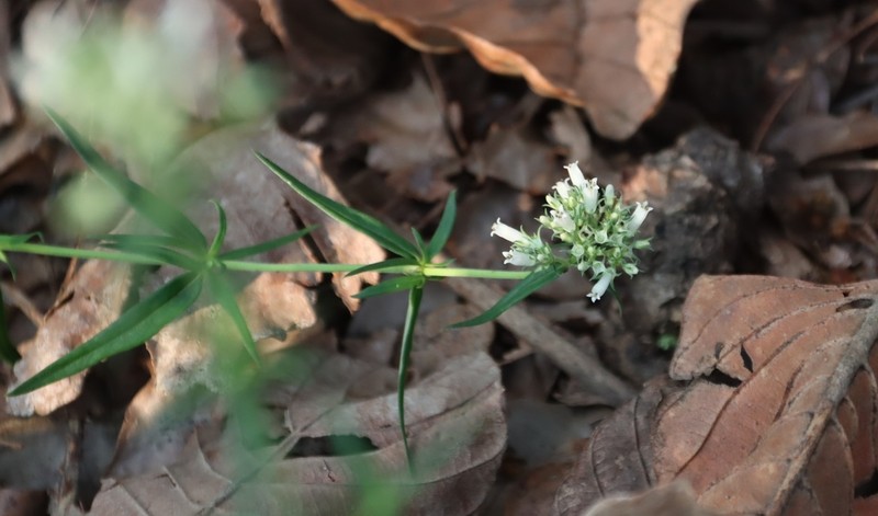 Agathisanthemum bojeri photo 6