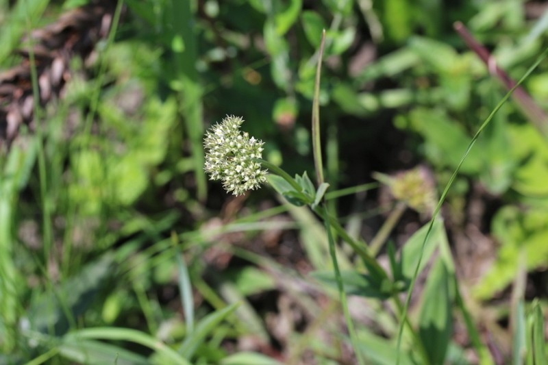 Agathisanthemum bojeri photo 7
