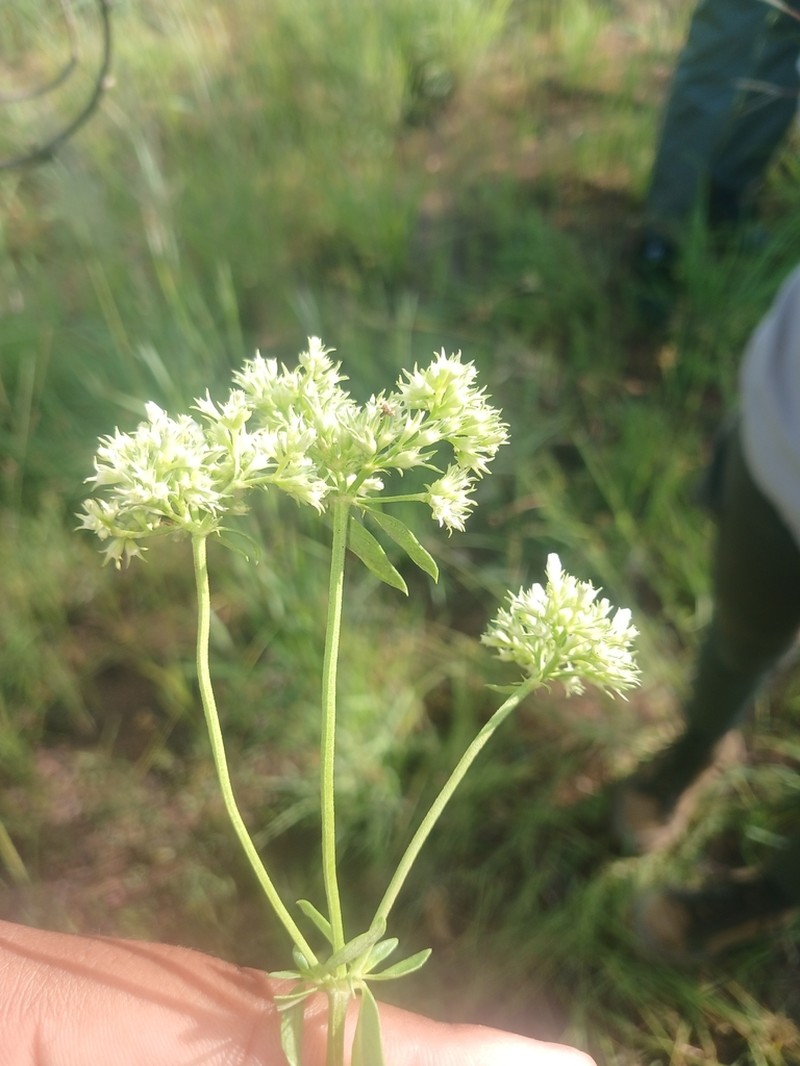 Agathisanthemum bojeri photo 8