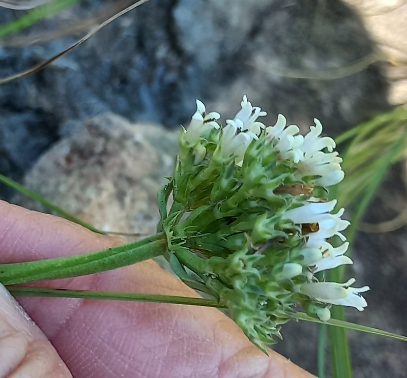 Agathisanthemum chlorophyllum