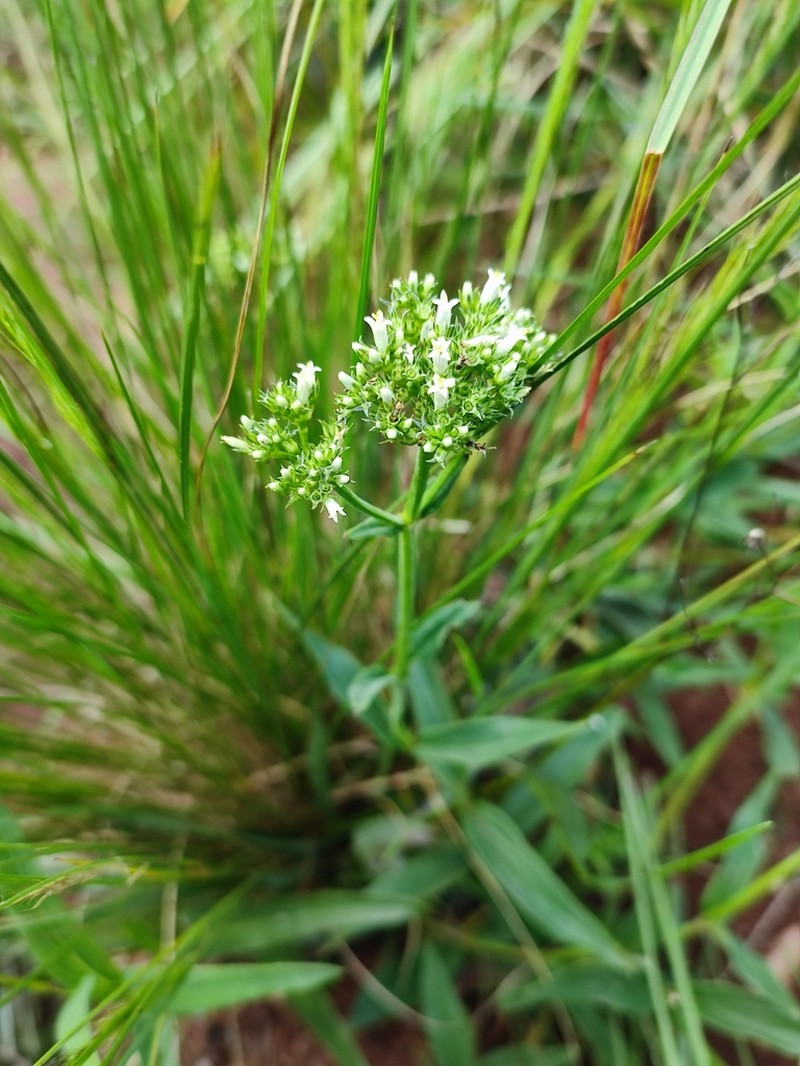 Agathisanthemum chlorophyllum photo 3