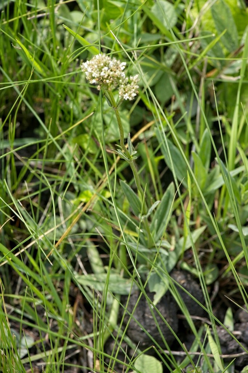 Agathisanthemum chlorophyllum photo 4