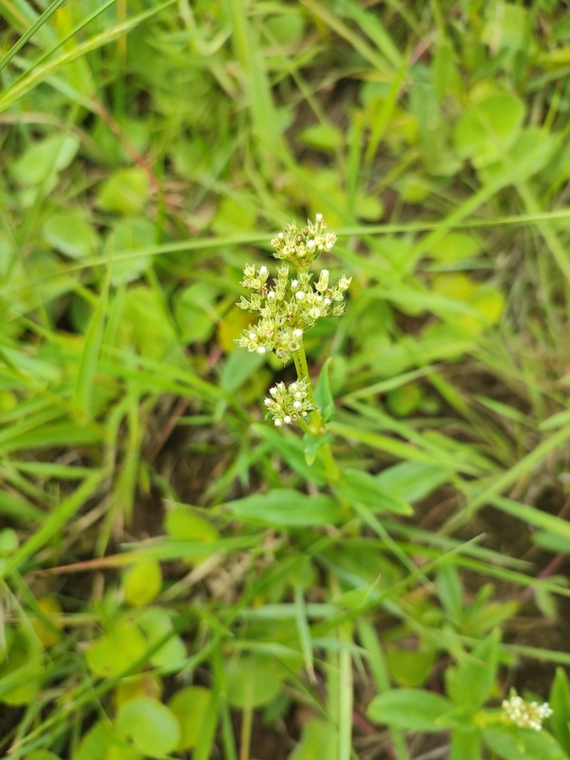 Agathisanthemum chlorophyllum photo 5
