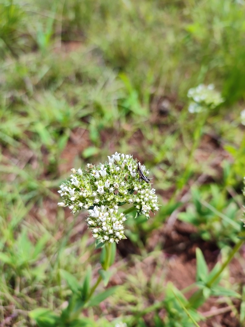 Agathisanthemum chlorophyllum photo 6