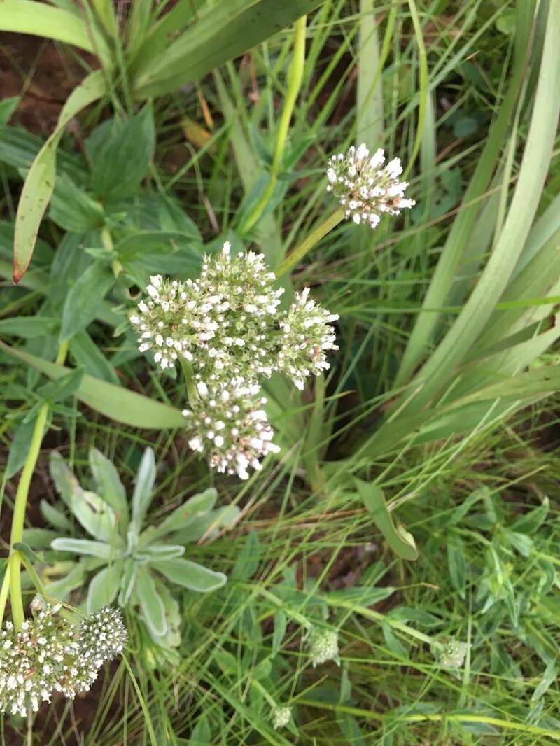 Agathisanthemum chlorophyllum photo 7