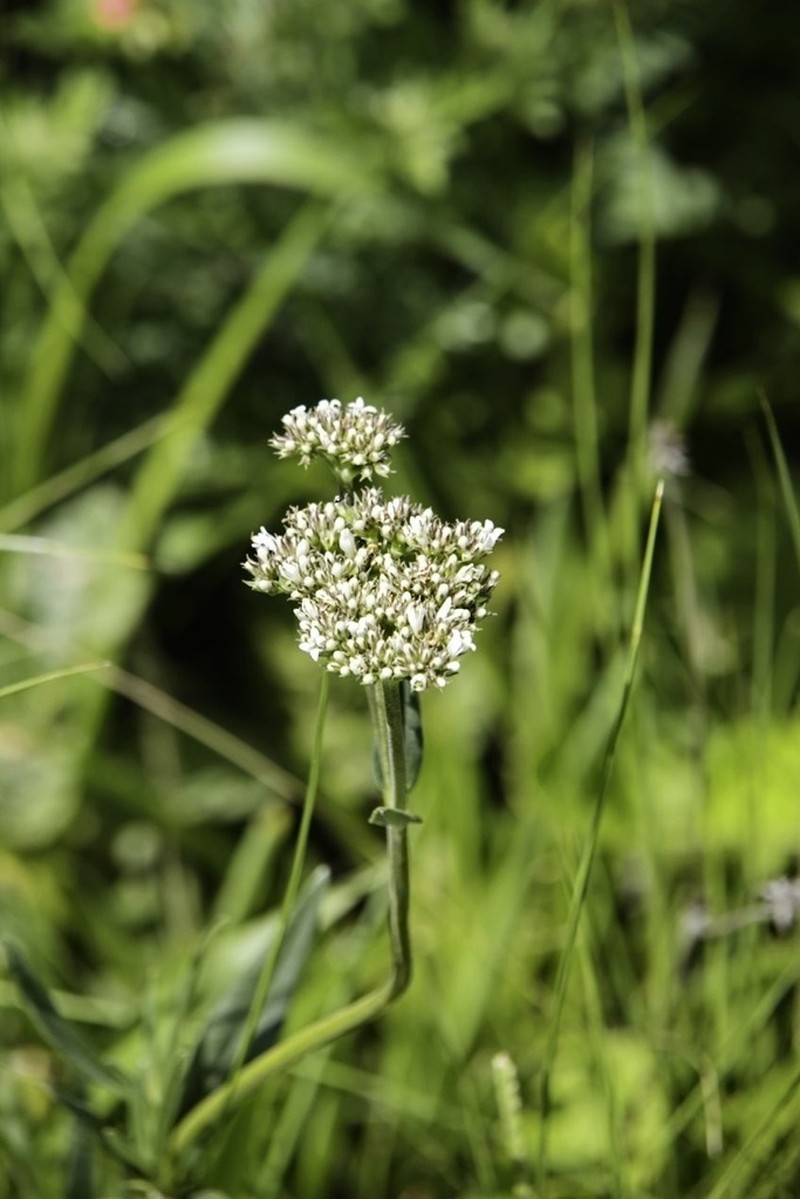 Agathisanthemum chlorophyllum photo 8