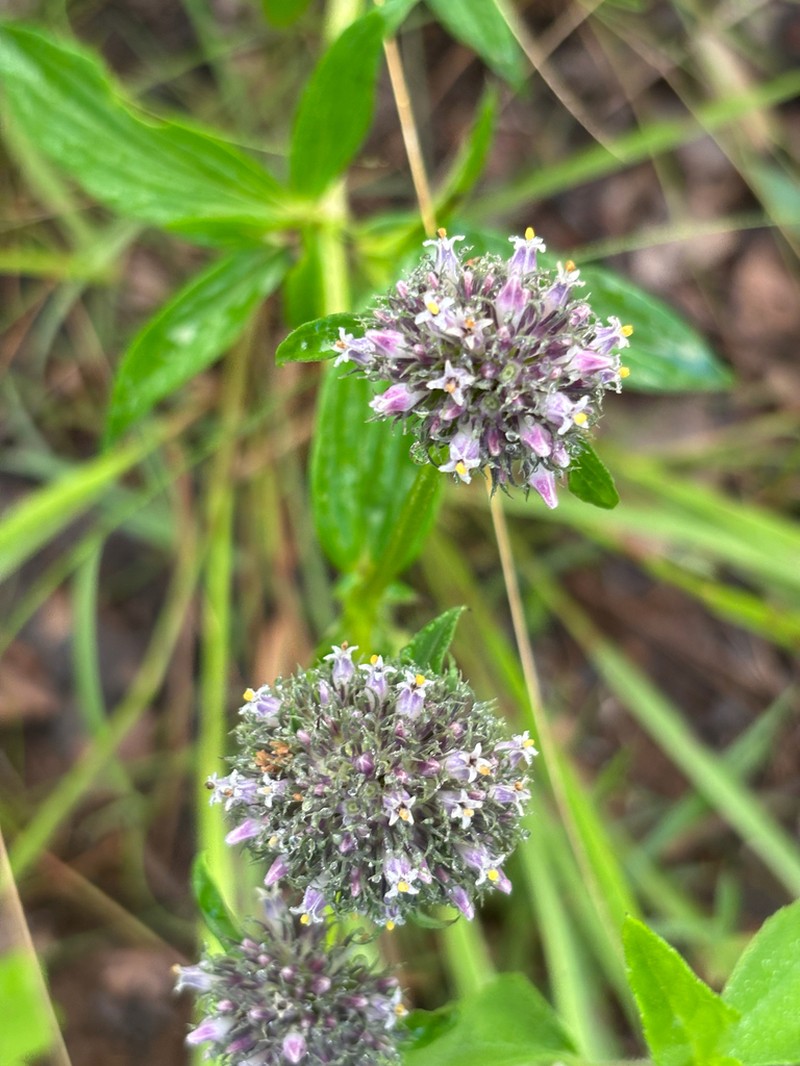 Agathisanthemum globosum