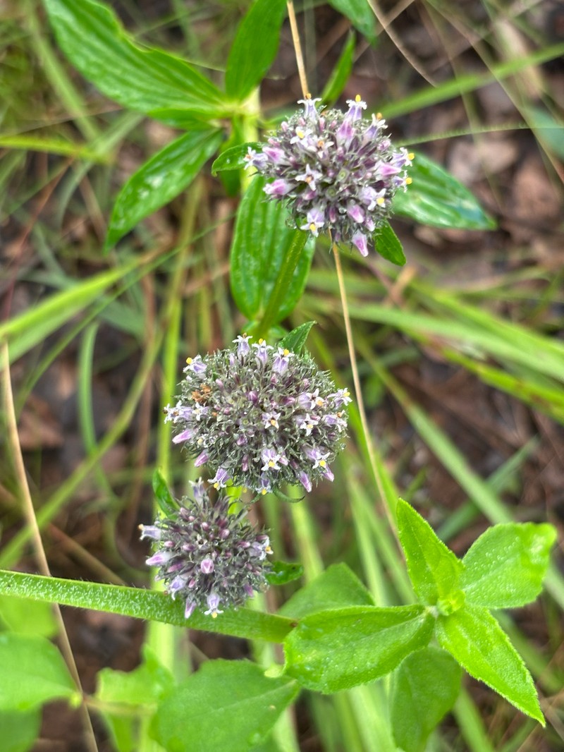 Agathisanthemum globosum photo 2
