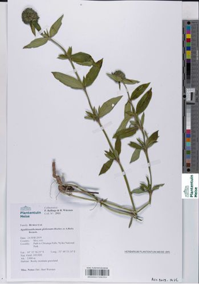 Agathisanthemum globosum photo 3