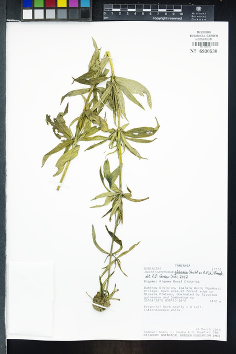 Agathisanthemum globosum photo 4