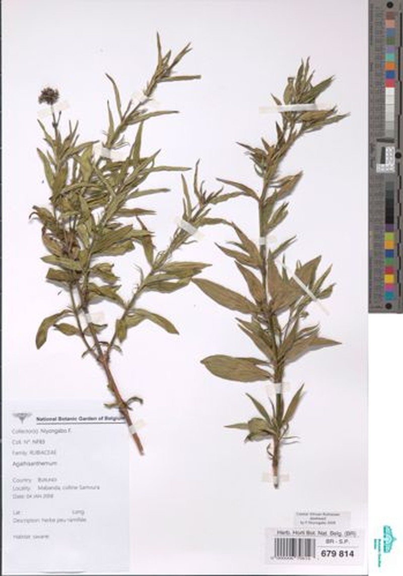 Agathisanthemum globosum photo 5