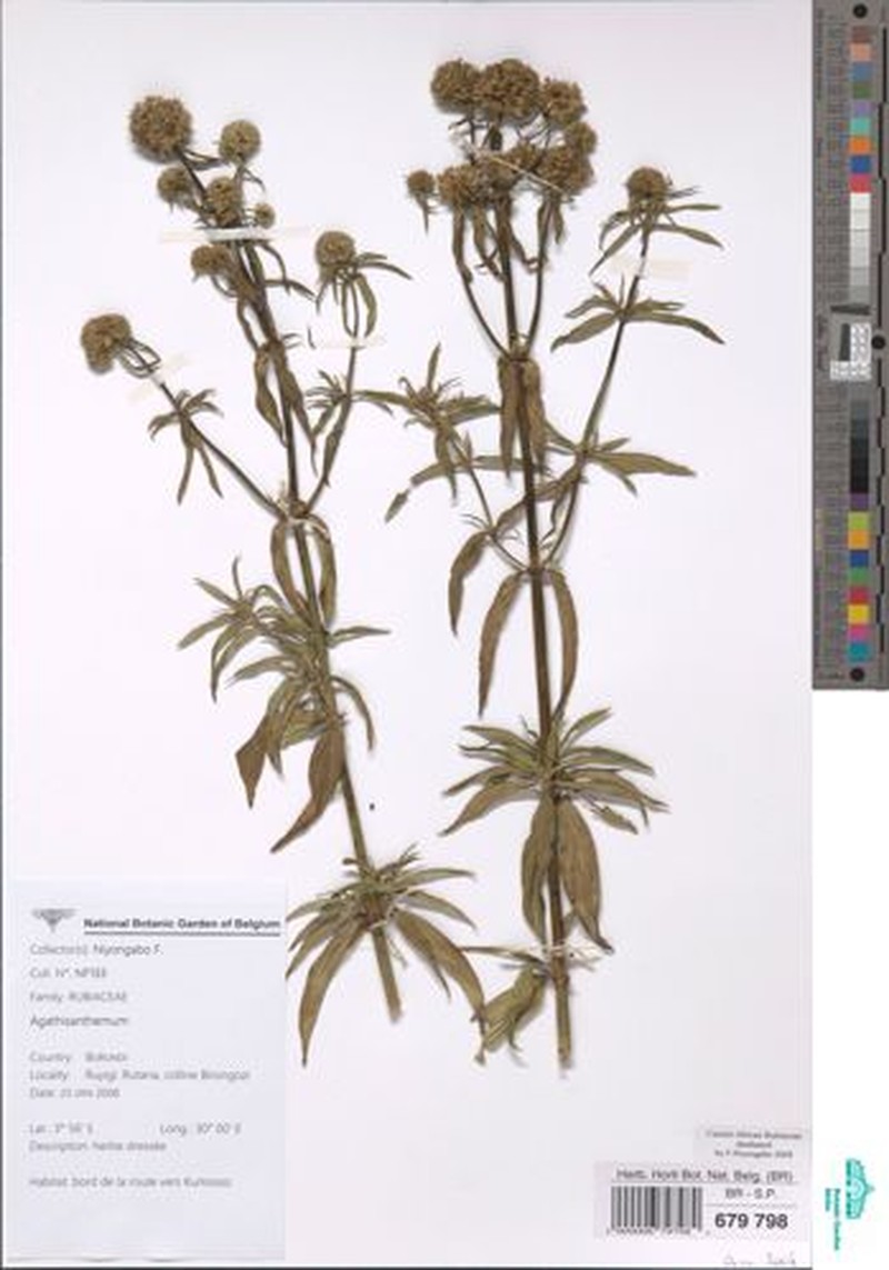 Agathisanthemum globosum photo 6