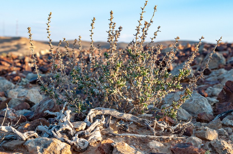 Agathophora alopecuroides