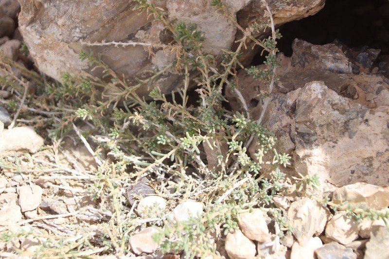 Agathophora alopecuroides photo 2