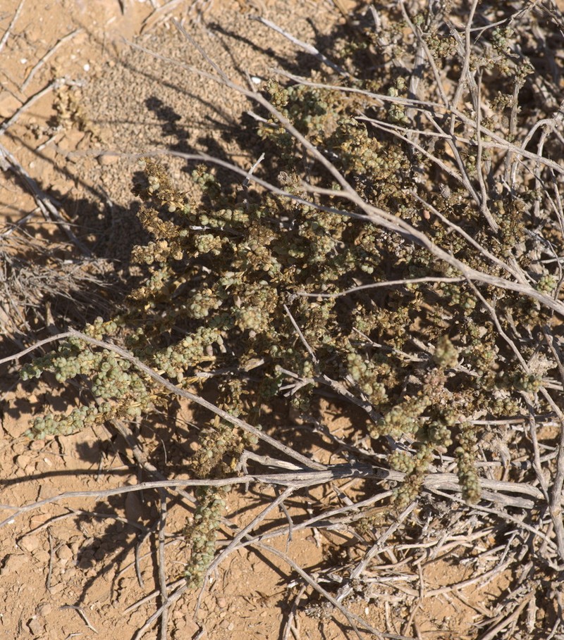 Agathophora alopecuroides photo 3
