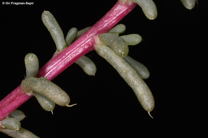 Agathophora alopecuroides photo 4