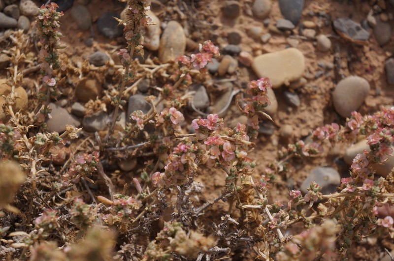 Agathophora alopecuroides photo 5