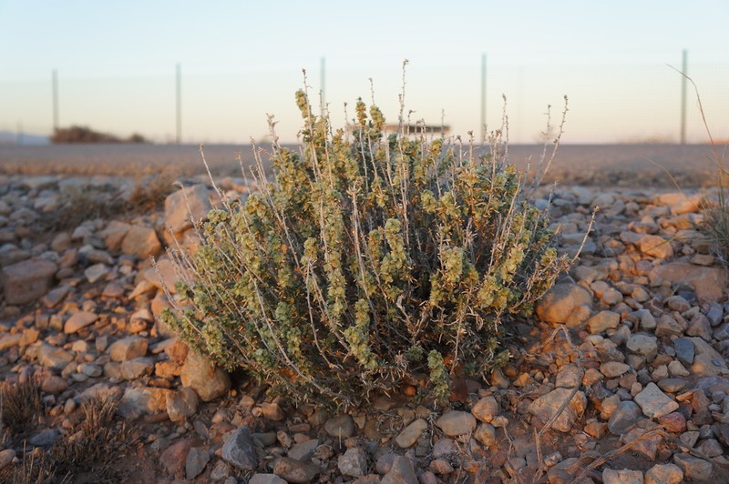 Agathophora alopecuroides photo 6