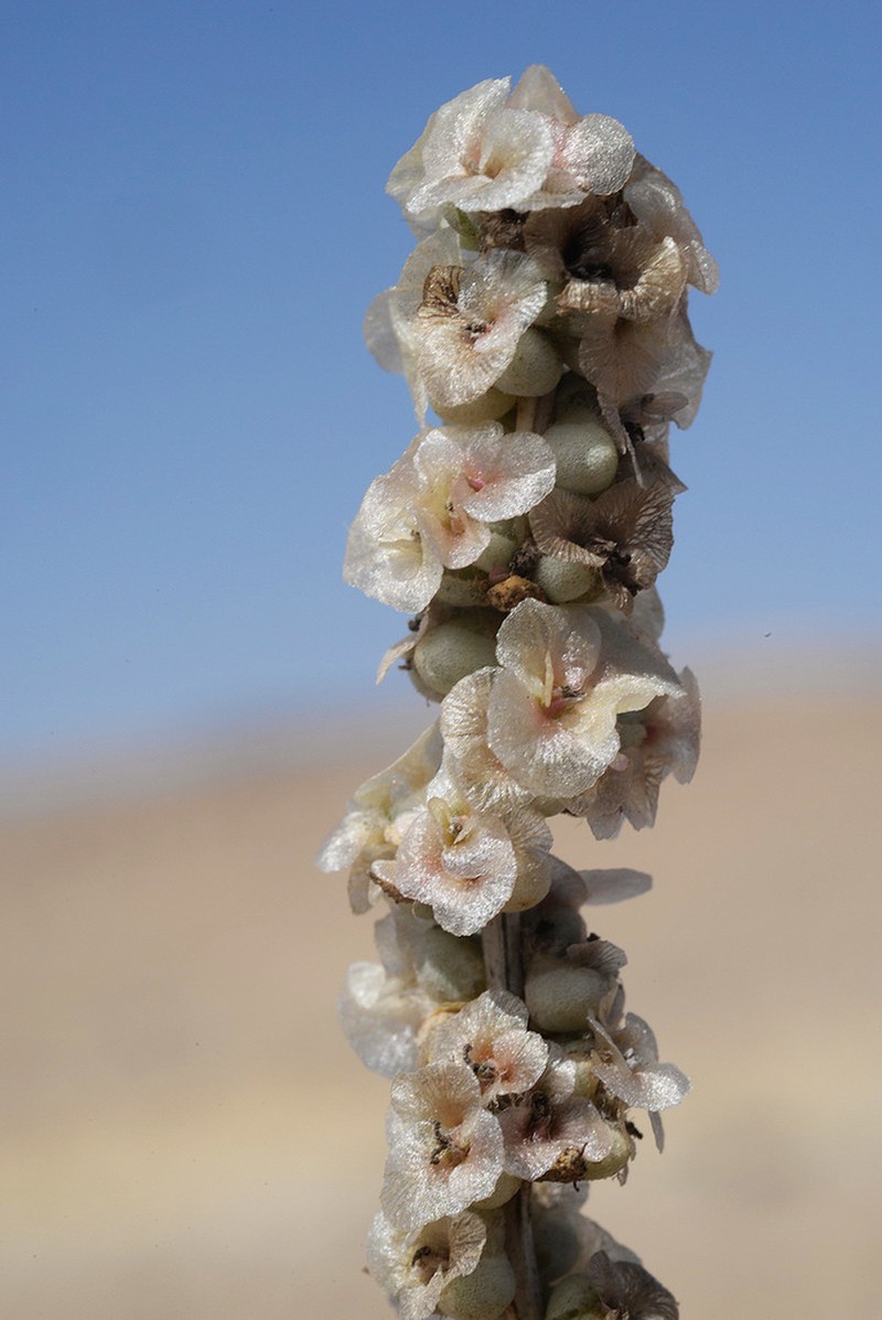 Agathophora alopecuroides photo 7