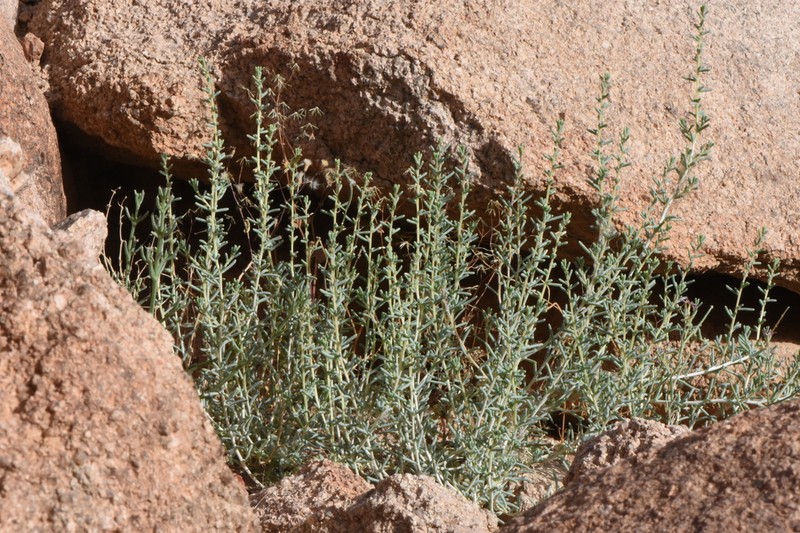 Agathophora alopecuroides photo 8