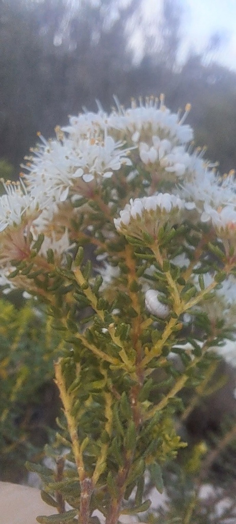 Agathosma abrupta