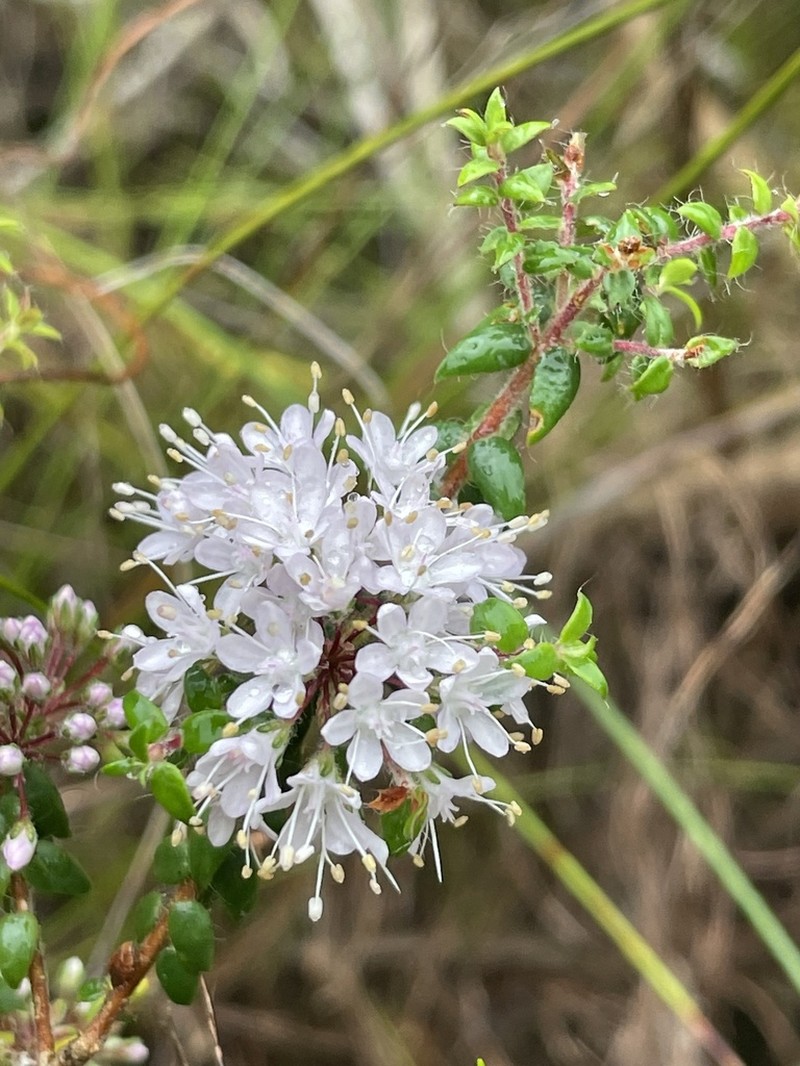 Agathosma abrupta photo 2