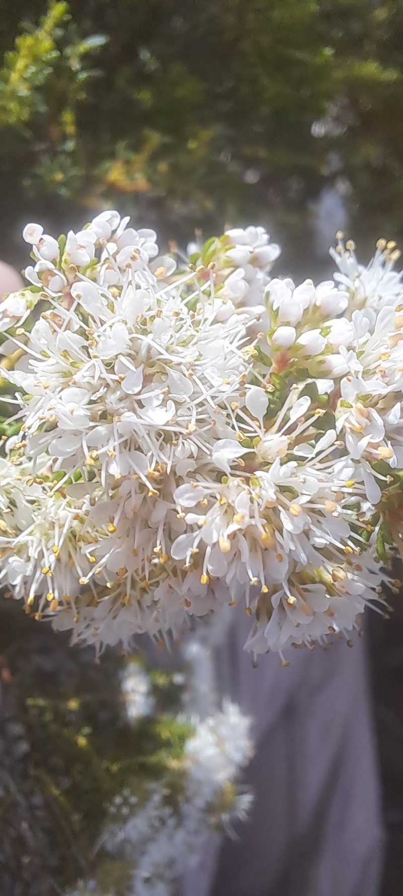 Agathosma abrupta photo 4