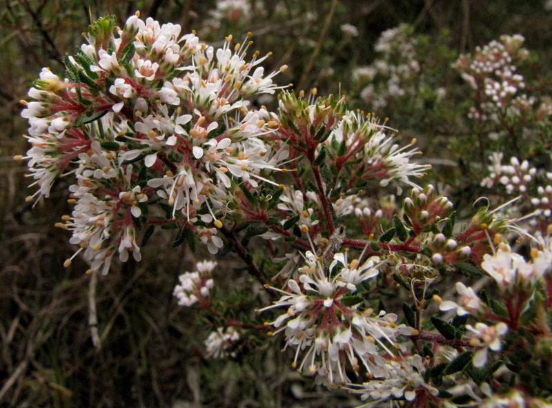 Agathosma abrupta photo 5