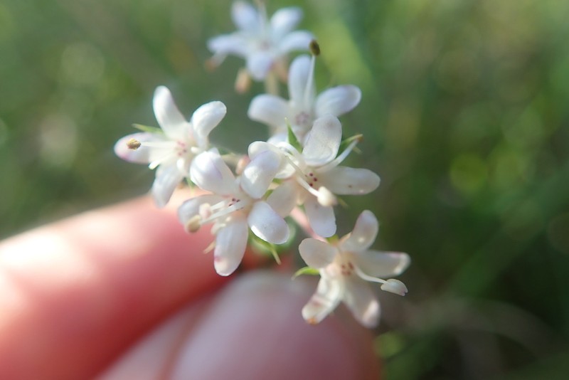 Agathosma acutissima