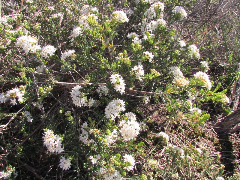 Agathosma acutissima photo 2