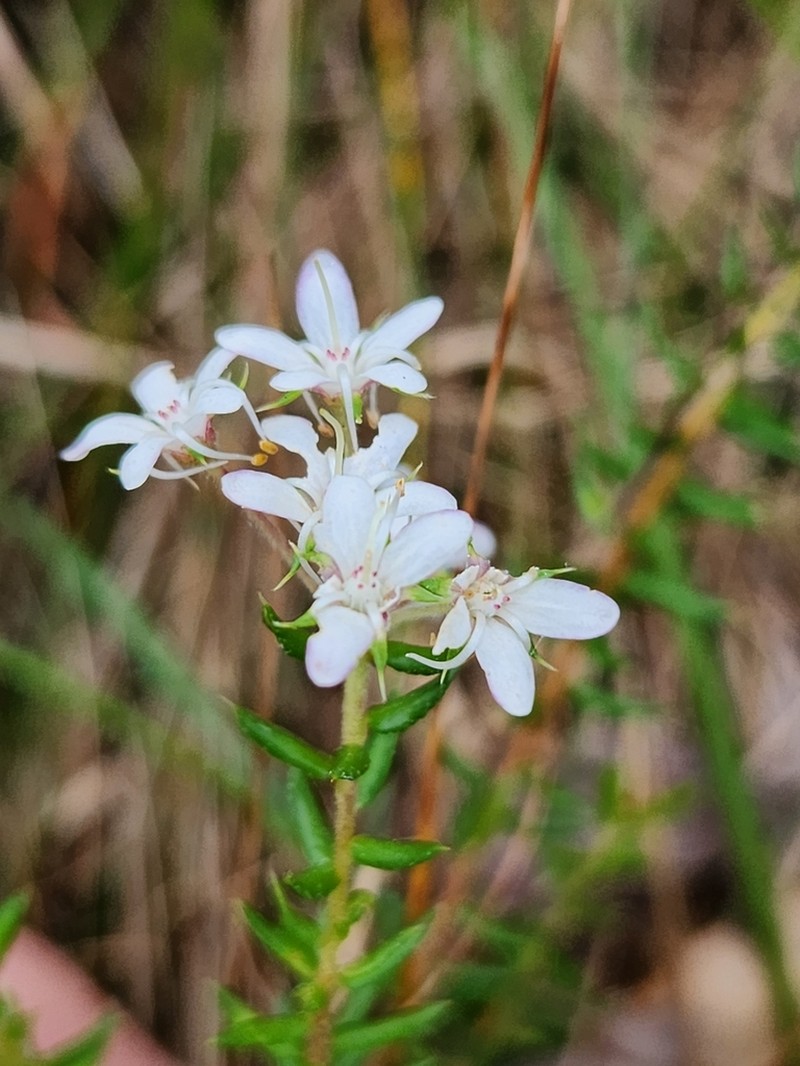 Agathosma acutissima photo 3