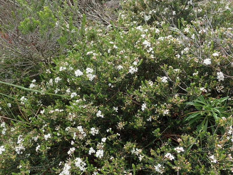 Agathosma acutissima photo 4