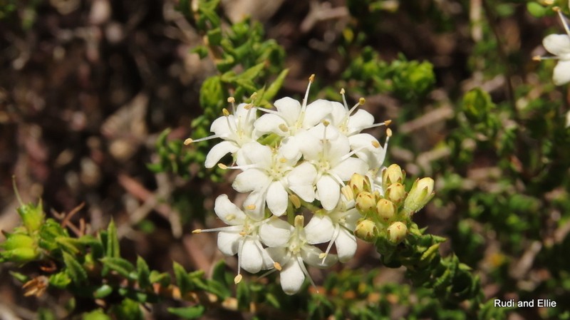 Agathosma acutissima photo 5