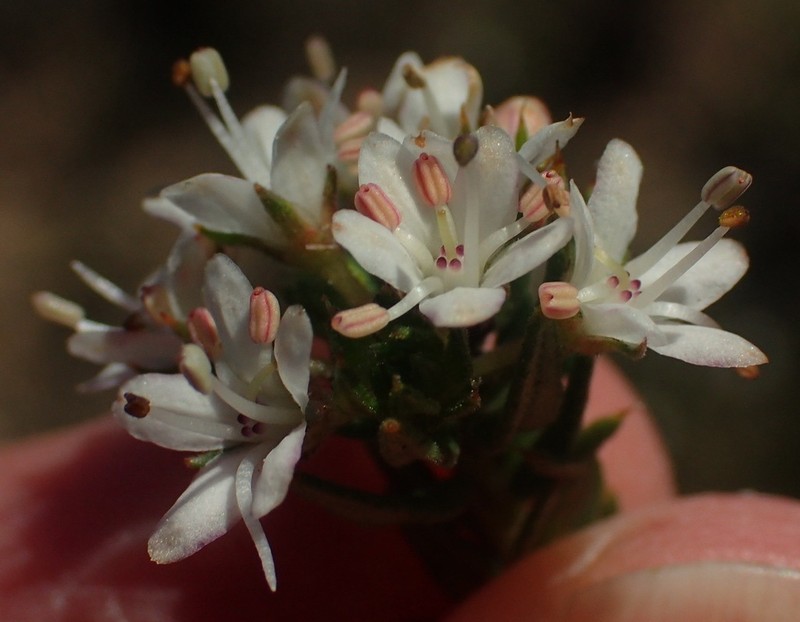 Agathosma acutissima photo 6