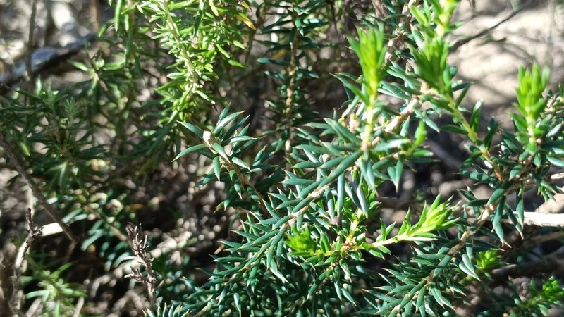 Agathosma acutissima photo 7