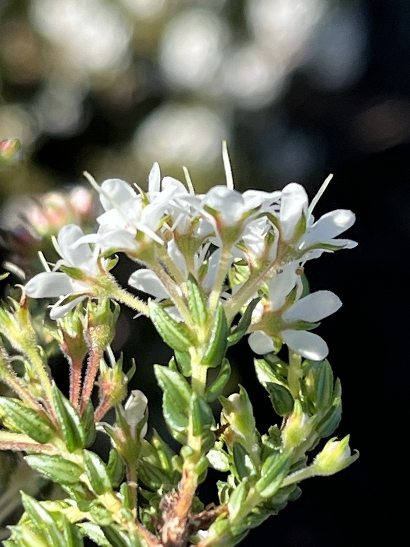 Agathosma acutissima photo 8
