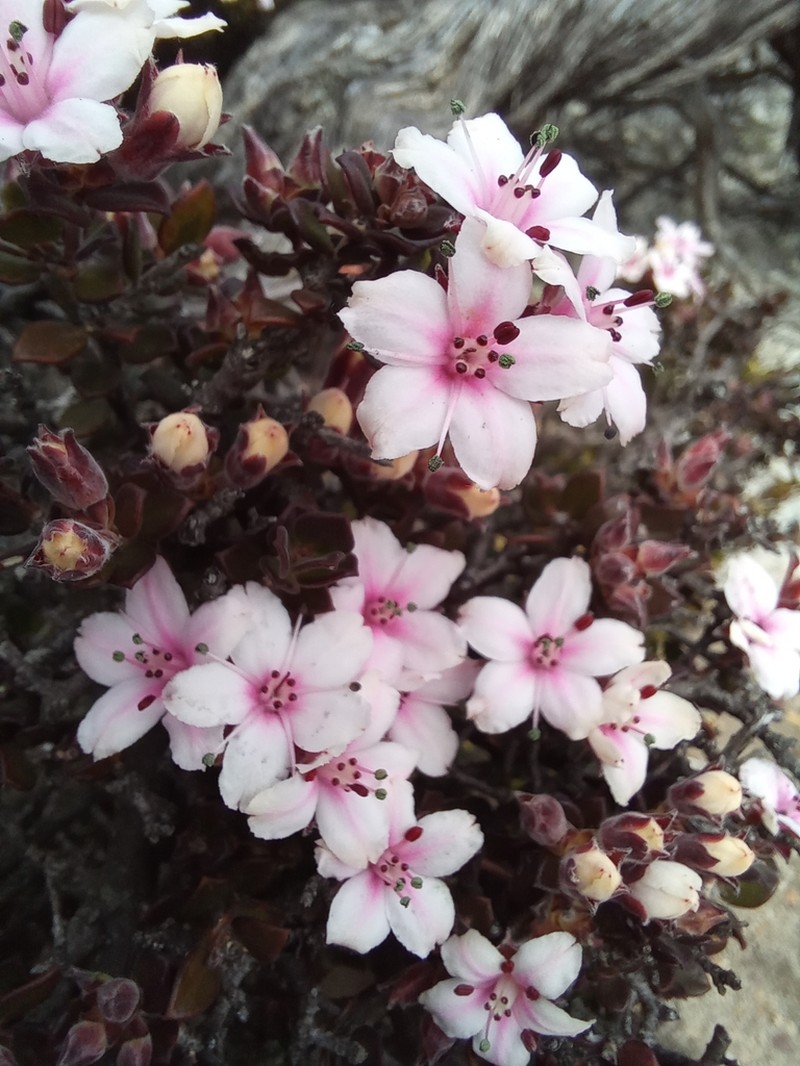 Agathosma adenandriflora